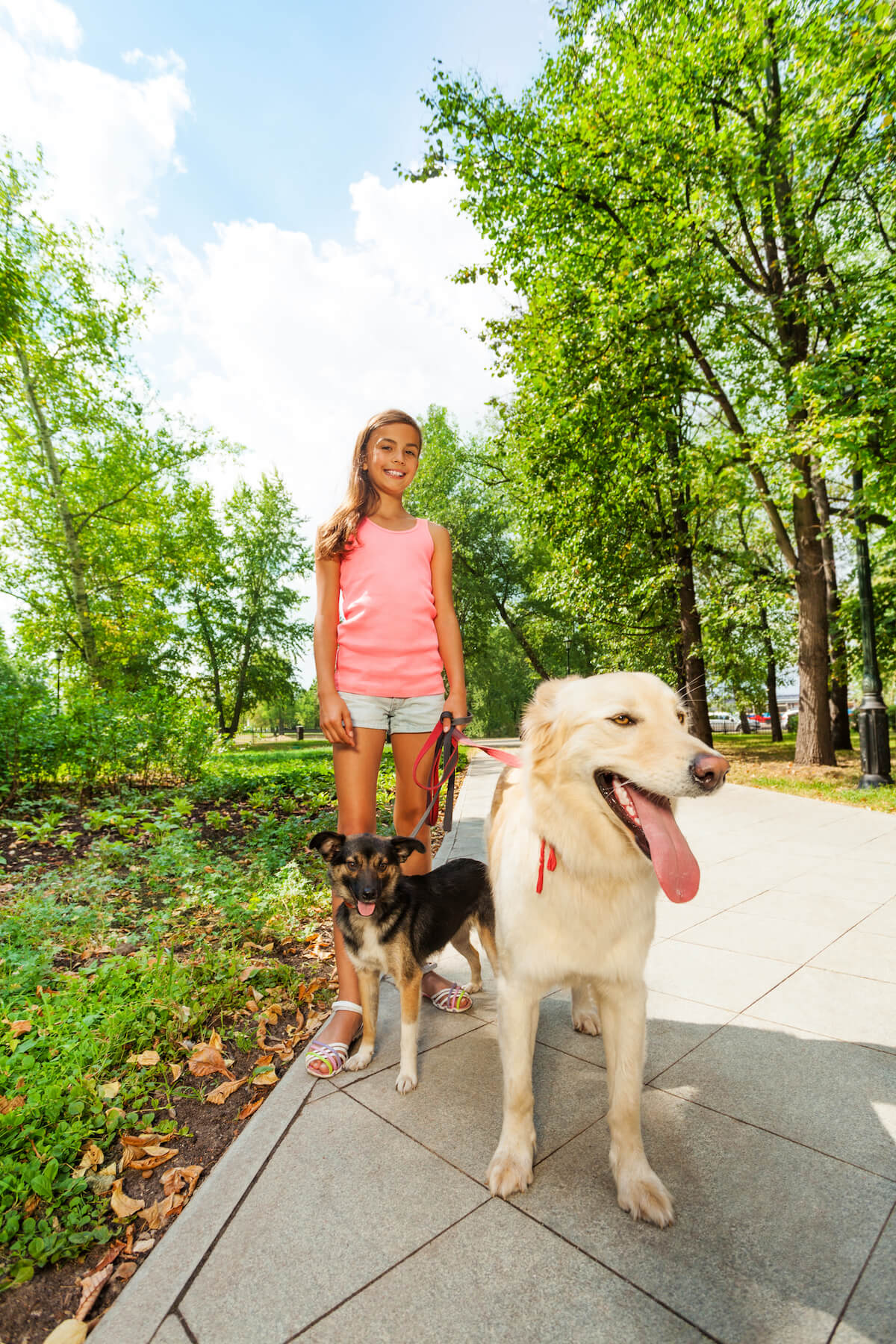 teen girl walking dogs